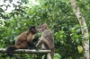 Some monkeys were free at the Zoológica El Arca EC