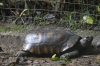 Motelo (yellow footed tortoise), Zoológica El Arca EC