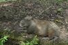 Capibara (water hog), Jamal Maki (Museum, Zoo and Botanical Garden) near Misahualli EC