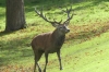 Deer in Deer Park, Windsor GB