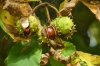 It's Autumn and the chestnuts are falling in Windsor Great Park GB