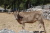 Cows and dry stone walls, just outside Alberobello