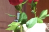 Rose from the captain for Ladie's Day - SS Iberostar Grand Amazon, Amazonia BR