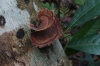 Fungus. Jaraqui Stream jungle hike, Amazon BR