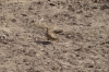 Yellow Throated Sand Grouse, Ambesoli National Park, Kenya