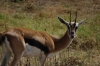 Thompson Gazelle, Ambesoli National Park, Kenya