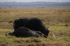 Buffalos, Ambesoli National Park, Kenya