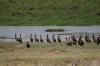 Ducks, Ambesoli National Park, Kenya