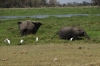 Elephants, Ambesoli National Park, Kenya