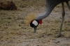 Crown Bird, Ambesoli National Park, Kenya