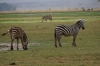 Zebras, Ambesoli National Park, Kenya