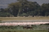 Wildebeest and Flamingos, Ambesoli National Park, Kenya