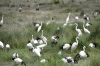 Water birds, Ambesoli National Park, Kenya