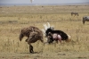 Ostriches playing a mating game, Ambesoli National Park, Kenya
