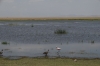 Lesser Flamingo & Egyptian Geese, Ambesoli National Park, Kenya