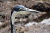 Grey Crane, Ambesoli National Park, Kenya