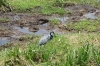Grey Crane catches frog, Ambesoli National Park, Kenya