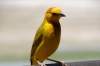 Male Yellow Weaver, Observation Hill, Ambesoli National Park, Kenya