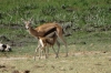 Thompson Gazelle & young, Ambesoli National Park, Kenya