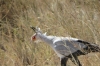 Secretary Birds, Ambesoli National Park, Kenya