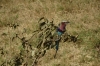 Lilac Breasted Roller Bird, Ambesoli National Park, Kenya
