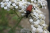 Flowers and bug at La Massana, Andorra