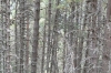 Forest at La Massana, Andorra