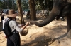 Feeding the elephants at Angkor Thom