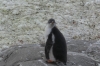 Penguins at Port Lockroy (British Base A) on Goudier Island, Palmer Archipelago, Antarctica