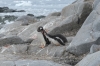Penguins at Port Lockroy (British Base A) on Goudier Island, Palmer Archipelago, Antarctica