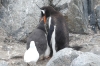 Penguins. Port Lockroy (British Base A) on Goudier Island, Palmer Archipelago, Antarctica