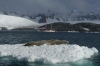 Seal at Jougla Point on Wiencke Island, Palmer Archipelago, Antarctica
