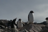 Penguins at Jougla Point on Wiencke Island, Palmer Archipelago, Antarctica