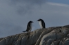 Penguins at Jougla Point on Wiencke Island, Palmer Archipelago, Antarctica