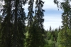 Tall trees, Auttiköngäs National Park FI