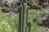 Magnificent cactii on the Mount Lemmon Scenic Highway in the Coronado National Park, Tucson AZ