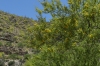 Flowering mimosa on the Mount Lemmon Scenic Highway in the Coronado National Park, Tucson AZ
