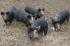 Moody Neale pigs (Ironage+Berkshire cross), getting fat, Burton Bradstock UK