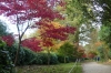 Autumn colours at Kingston Lacy Dorset UK