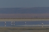 Chaxa Lake in the National Flamingo Reserve, Atacam Desert CL