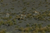 Vicuñas, Atacama Desert CL