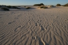 Sand dunes, Eucla WA AU