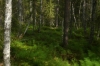 Soft grasses, Vikaköongäs and Vaattunkiköongäs wilderness area, Arctic Circle Hike FI