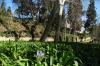 Lone flower. Romantic Garden of the Parc del Laberint Lone flower. Romantic Garden of the Parc del Laberint