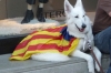 Catalonia Day in Barcelona Catalonia Day in Barcelona