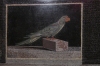 Parrot mosaic (200-150BC), Pergamon Panorama Museum, Berlin DE