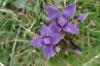 Gentian flower on Mt Chasseron CH