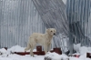 Cold dog at Otmek Pass, 3,330m KG