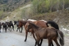 Horses being driven  down from the Summer pastures KG