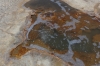 Fresh water stream arising from Salar de Uyuni BO